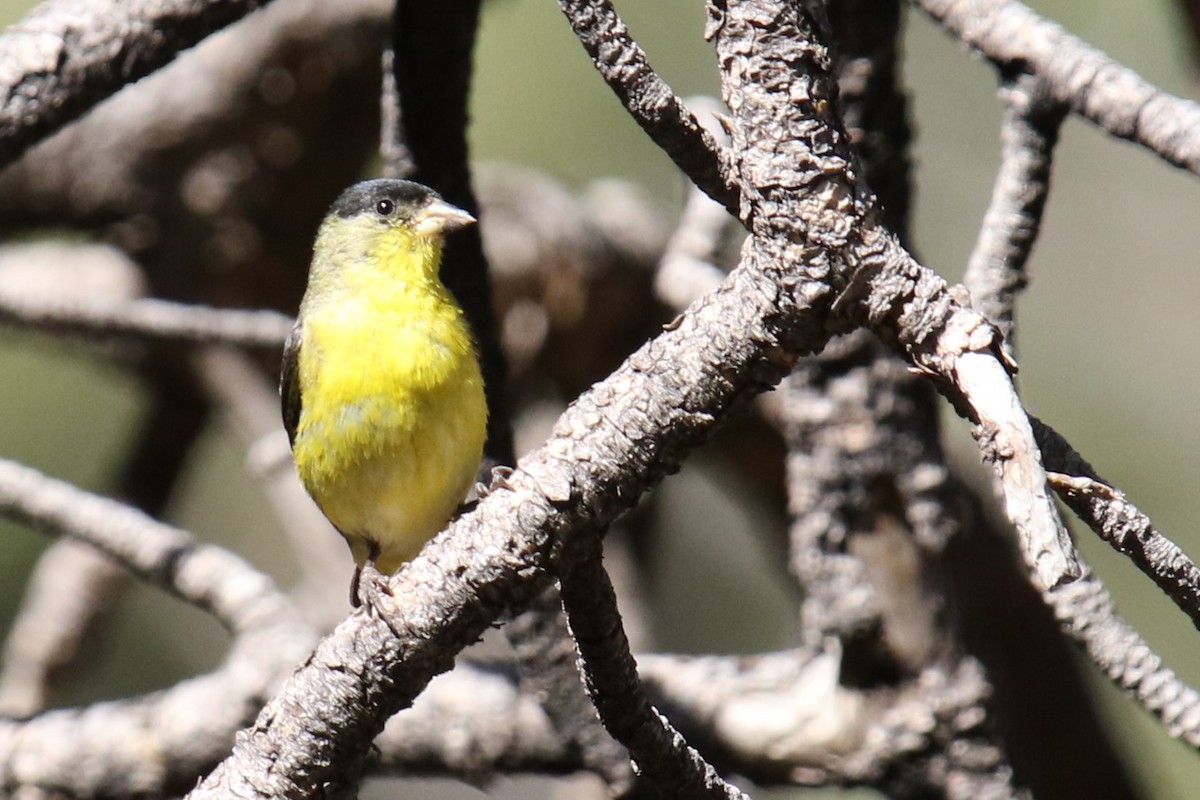 Lesser Goldfinch - ML636029012