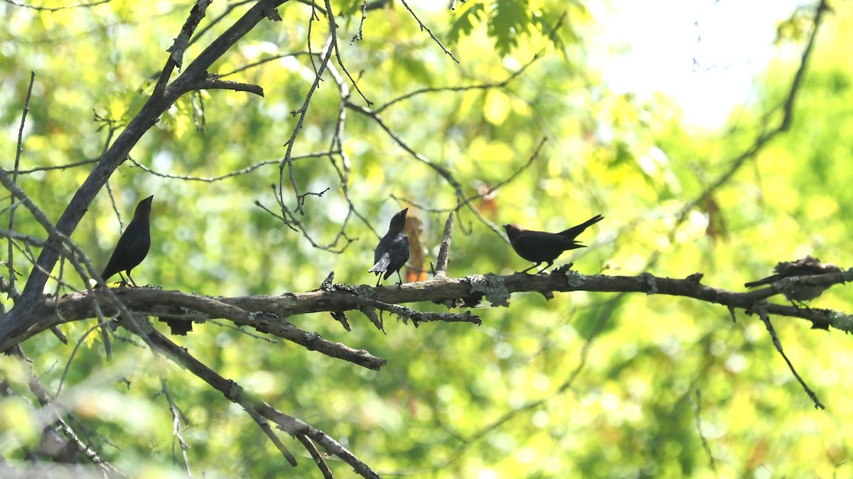 Brown-headed Cowbird - ML636029058