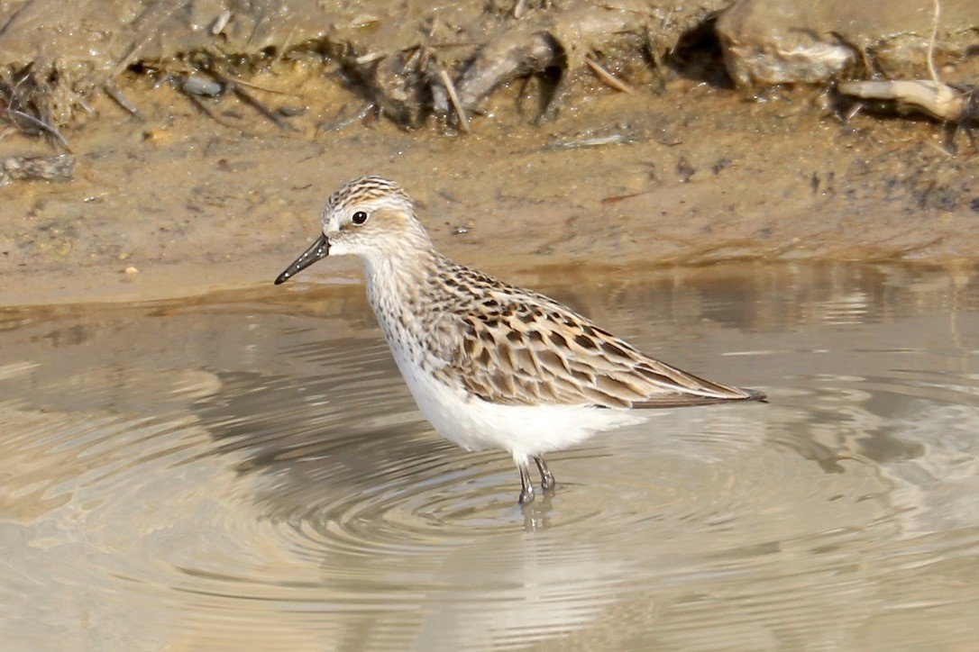 Semipalmated Sandpiper - ML636029065