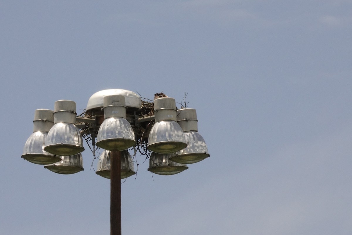 Загасч явлаг - ML636029067