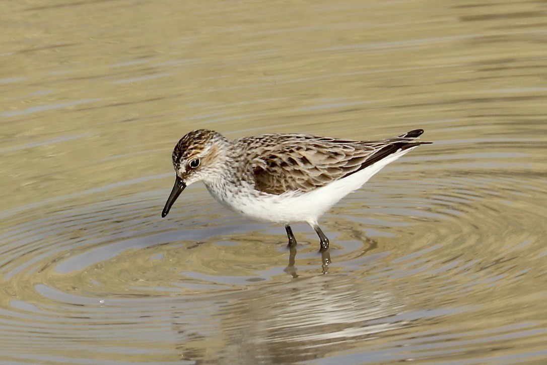 Semipalmated Sandpiper - ML636029086