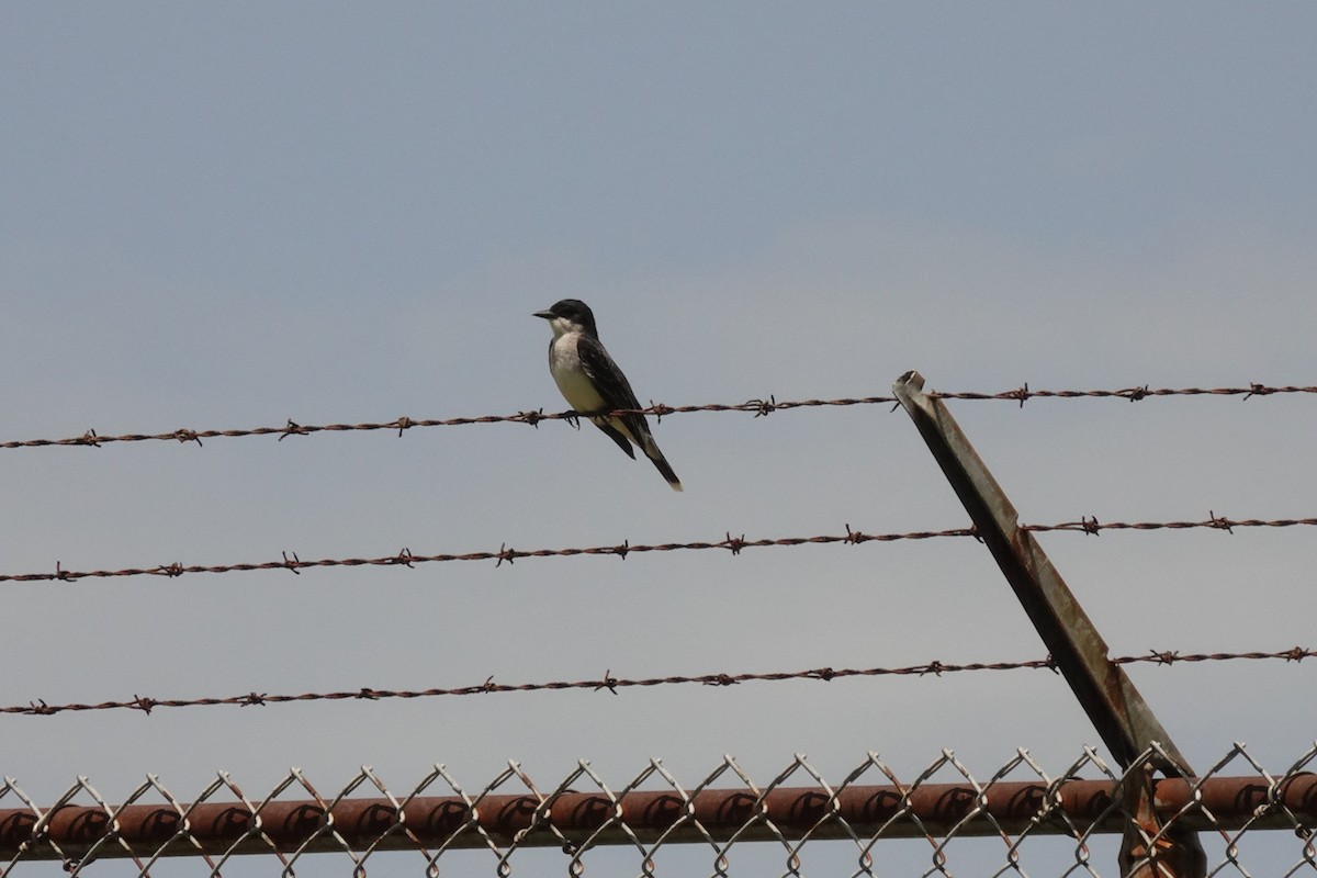 Eastern Kingbird - ML636029091
