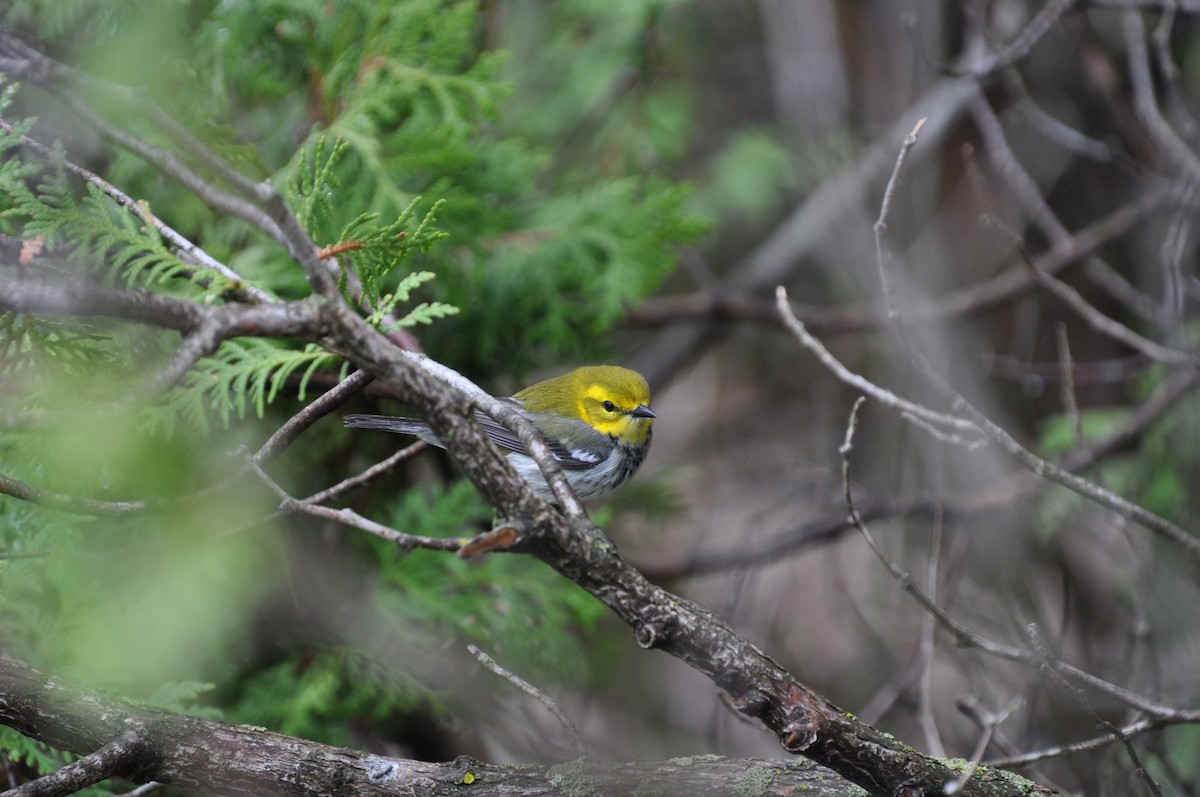 lesňáček proužkoboký - ML636029095