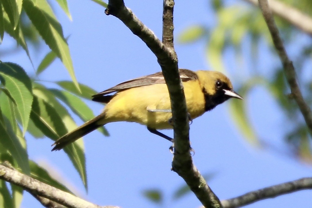 Orchard Oriole - ML636029101