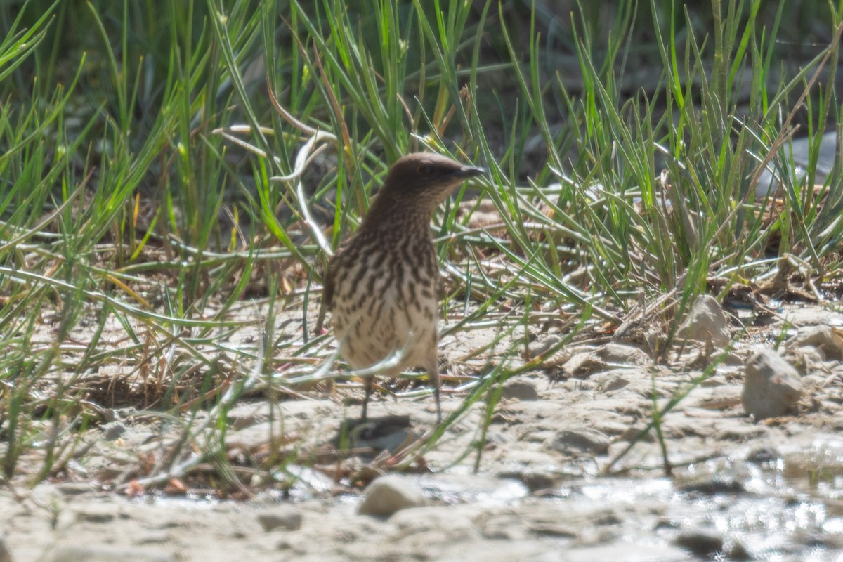 Violet-backed Starling - ML636029198