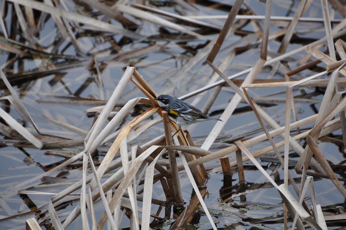 lesňáček žlutoskvrnný - ML636029199