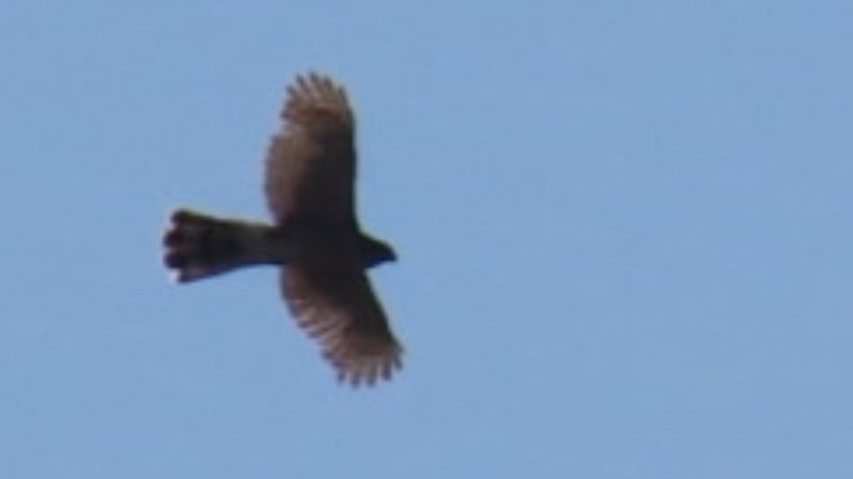 Cooper's Hawk - ML636029242