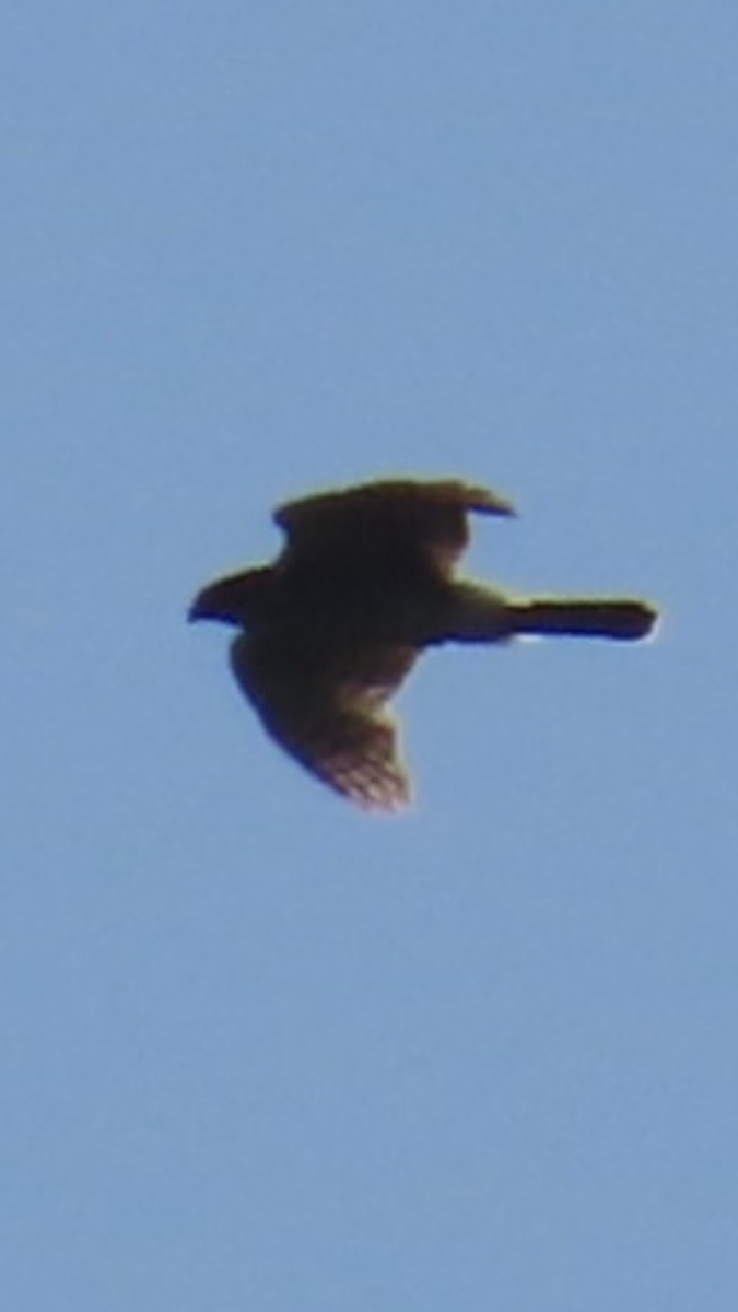 Cooper's Hawk - ML636029243