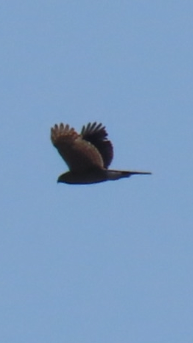 Cooper's Hawk - ML636029244