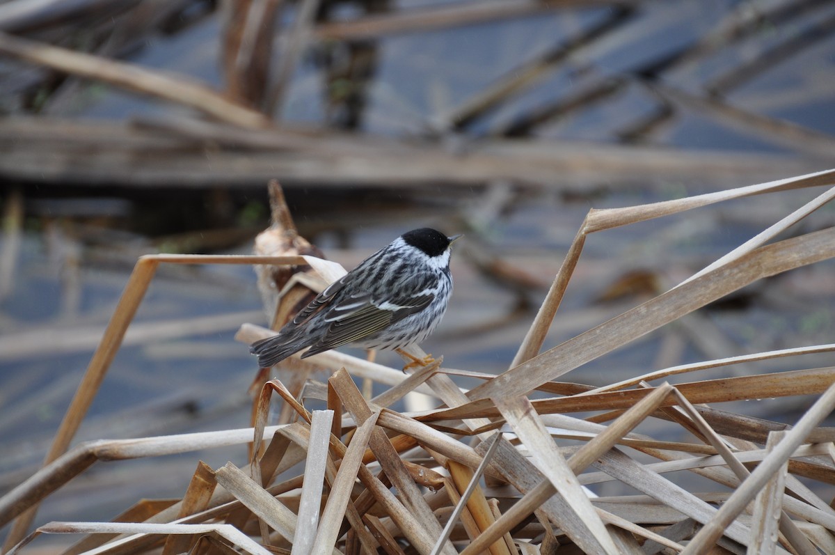 lesňáček černohlavý - ML636029252