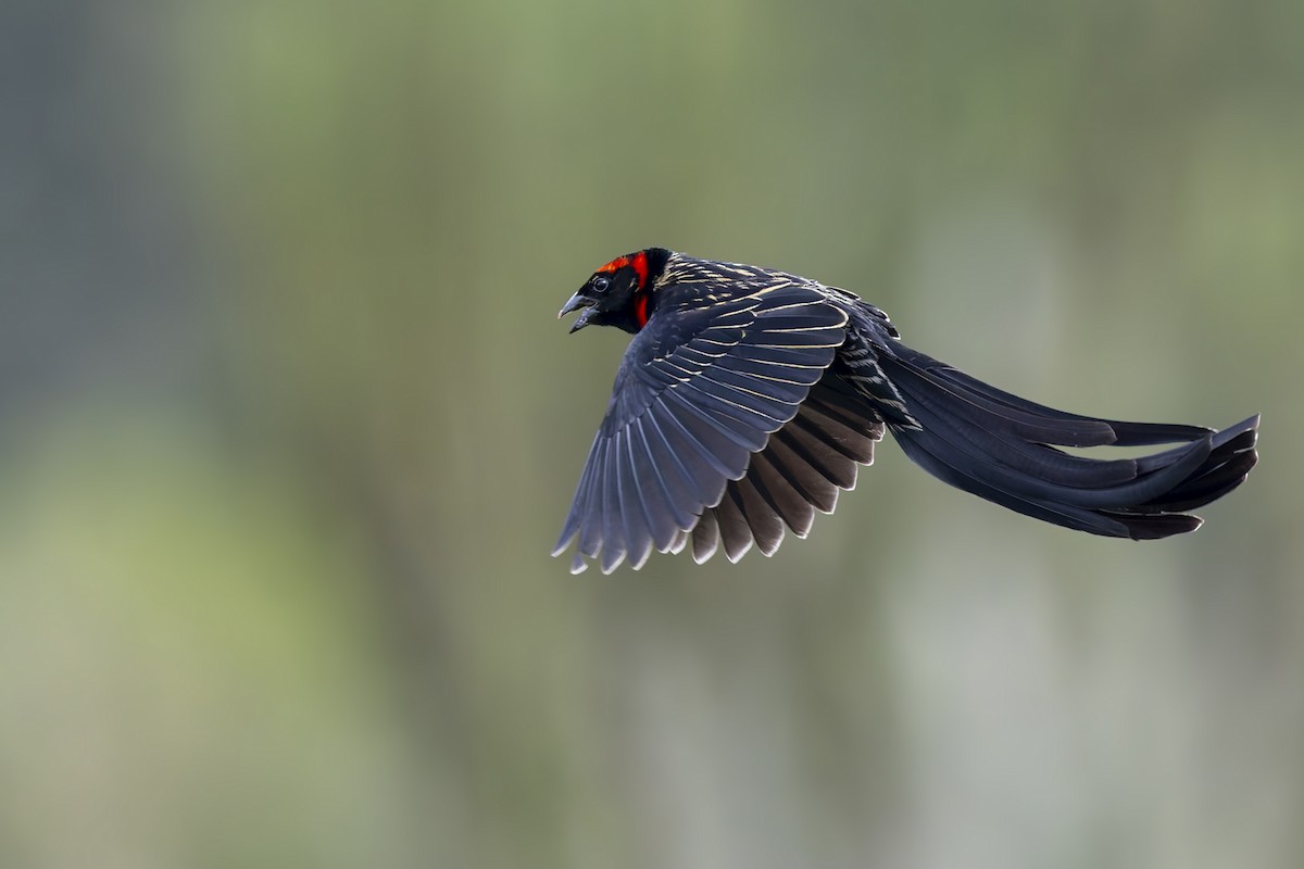 Red-cowled Widowbird - ML636029267