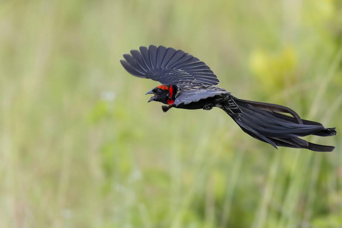 Red-cowled Widowbird - ML636029269