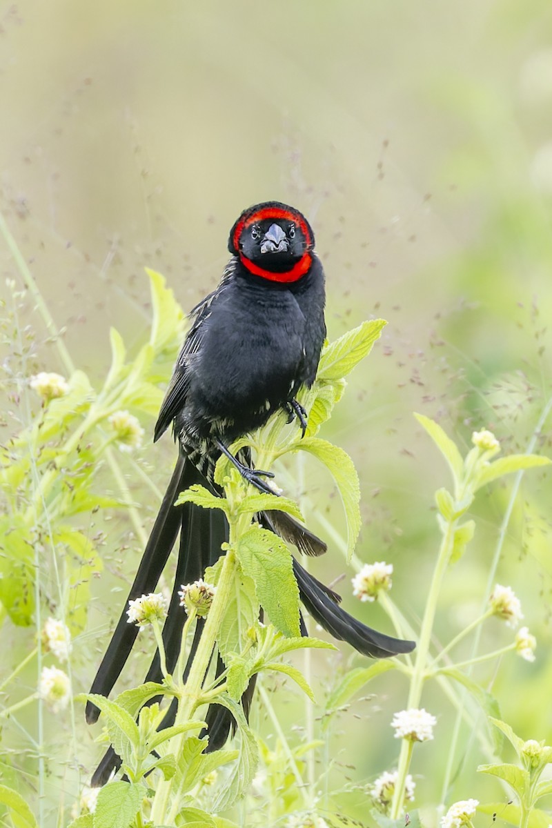 Red-cowled Widowbird - ML636029270