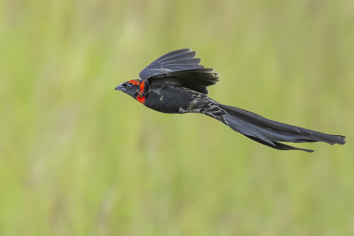 Red-cowled Widowbird - ML636029271