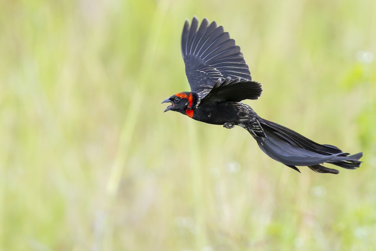 Red-cowled Widowbird - ML636029272