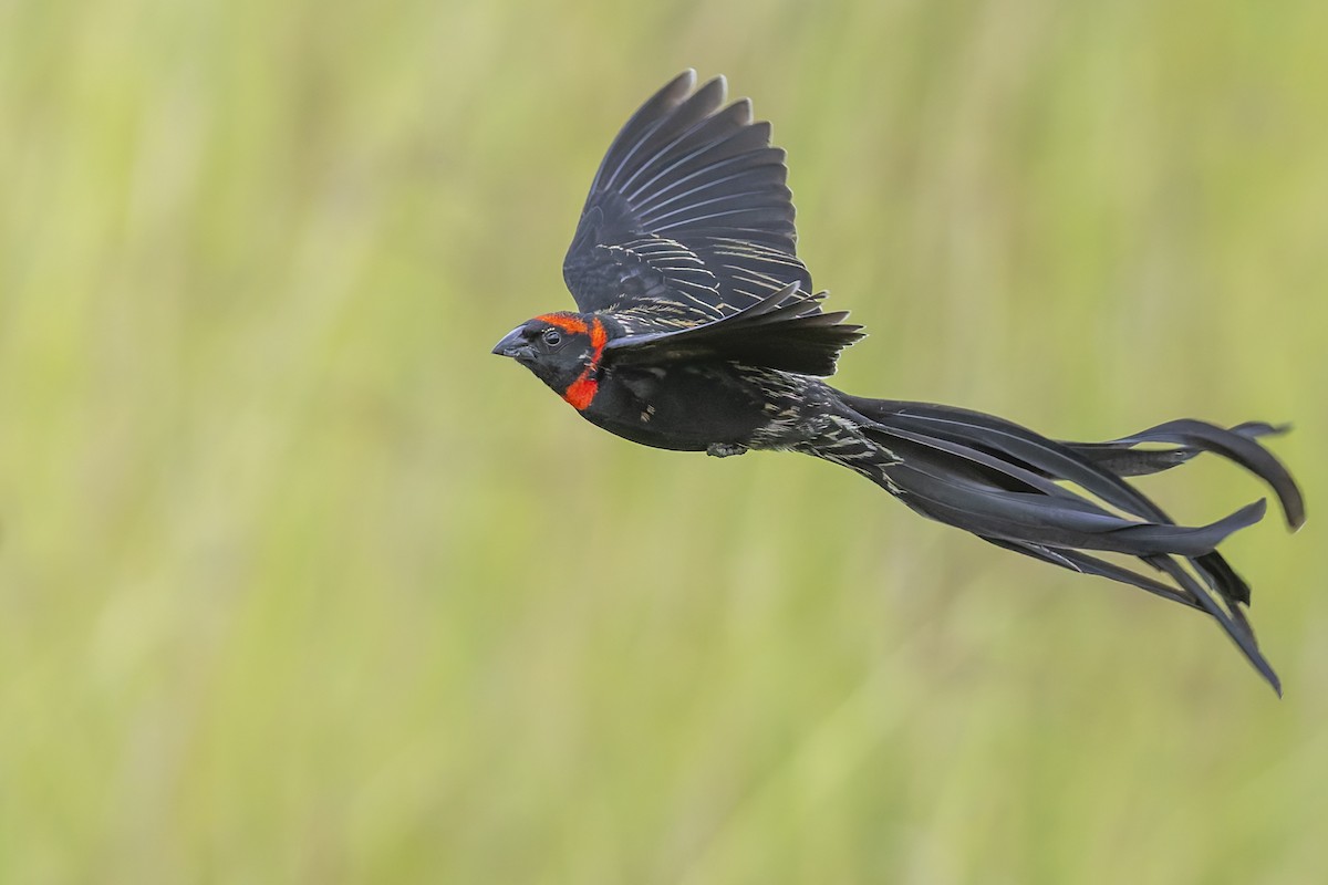 Red-cowled Widowbird - ML636029273