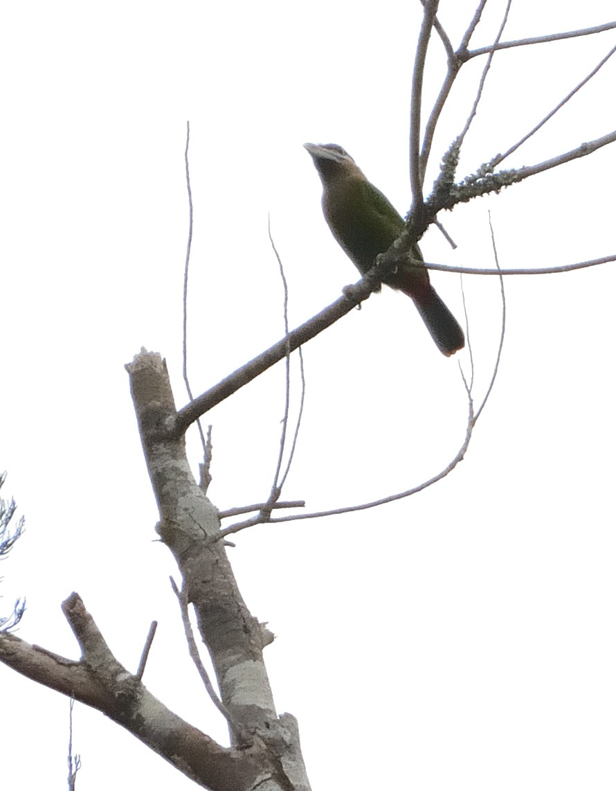 Red-vented Barbet - ML636029274