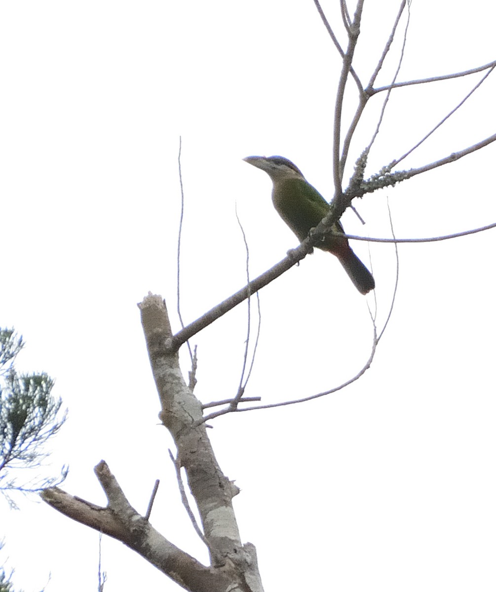 Red-vented Barbet - ML636029275