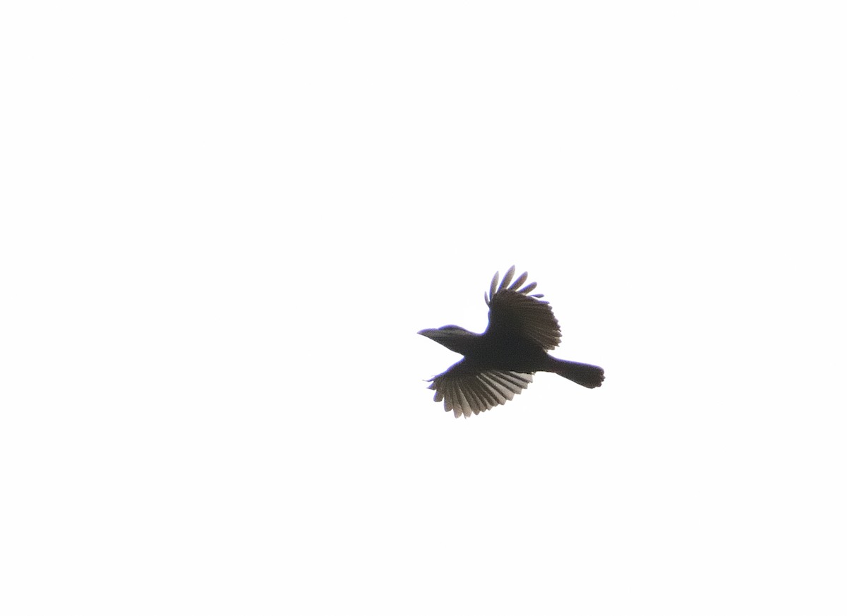 Red-vented Barbet - ML636029276