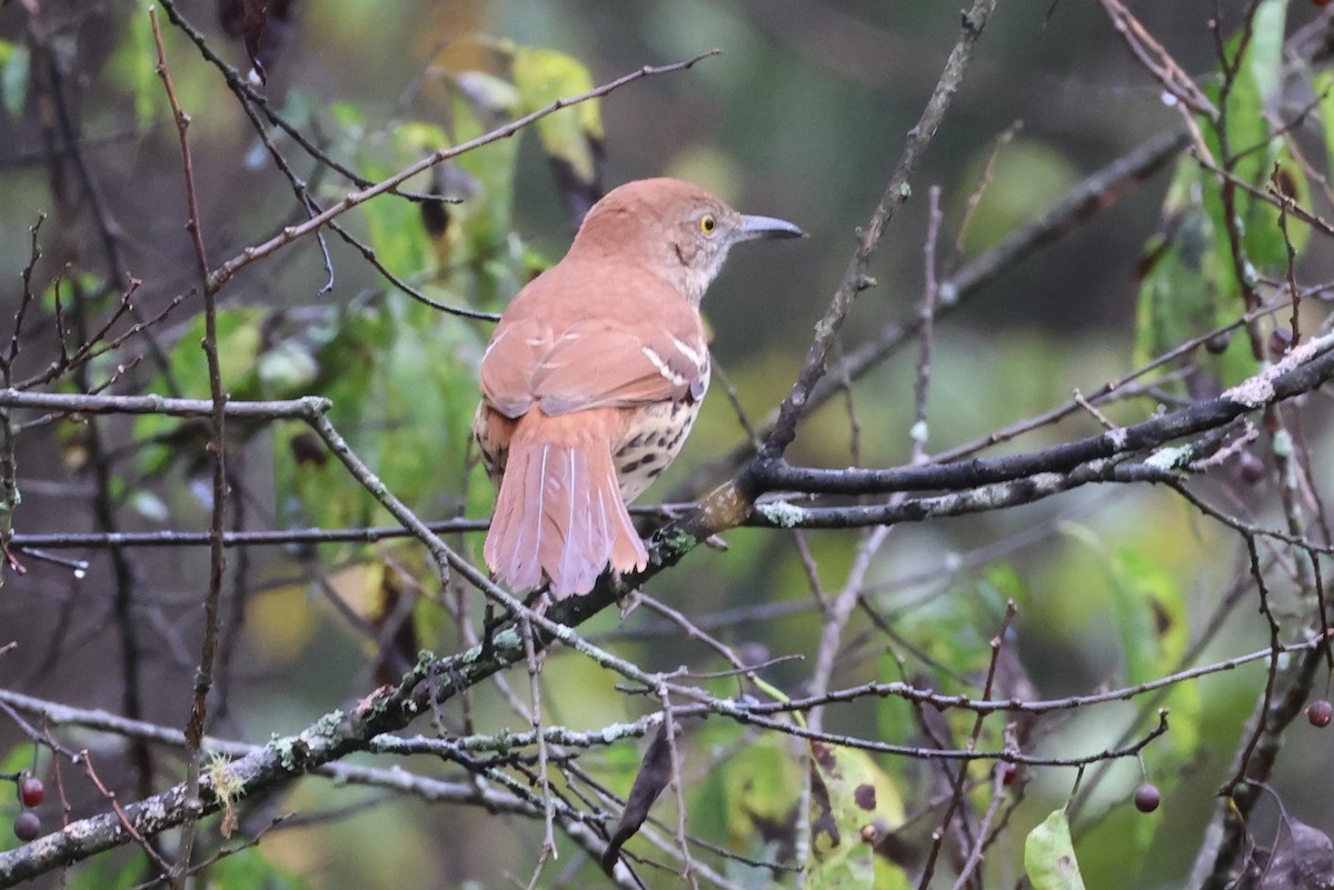 Brown Thrasher - ML636029286