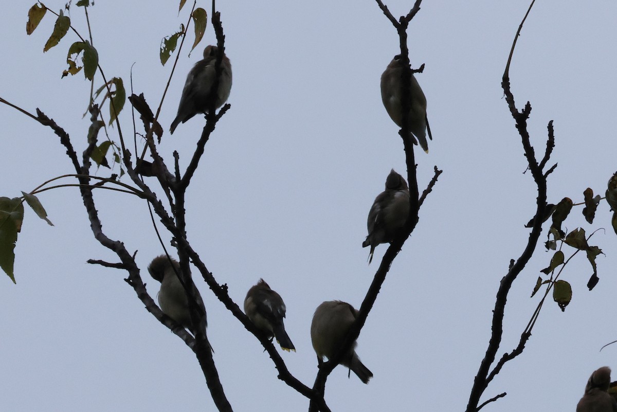 Cedar Waxwing - ML636029292