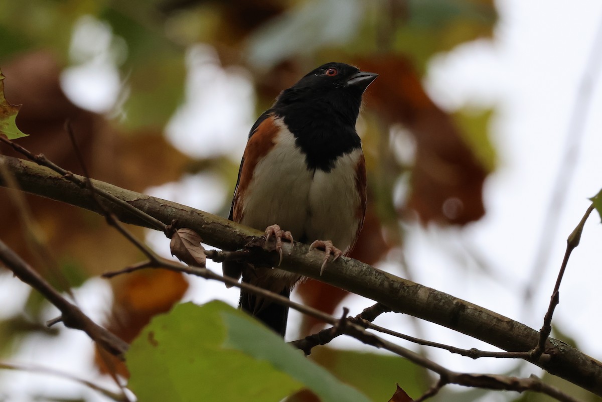 Eastern Towhee - ML636029313