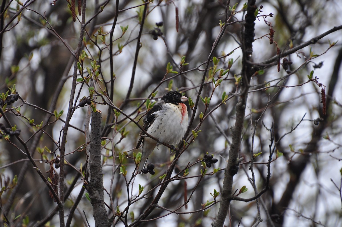 dlaskovec růžovoprsý - ML636029319