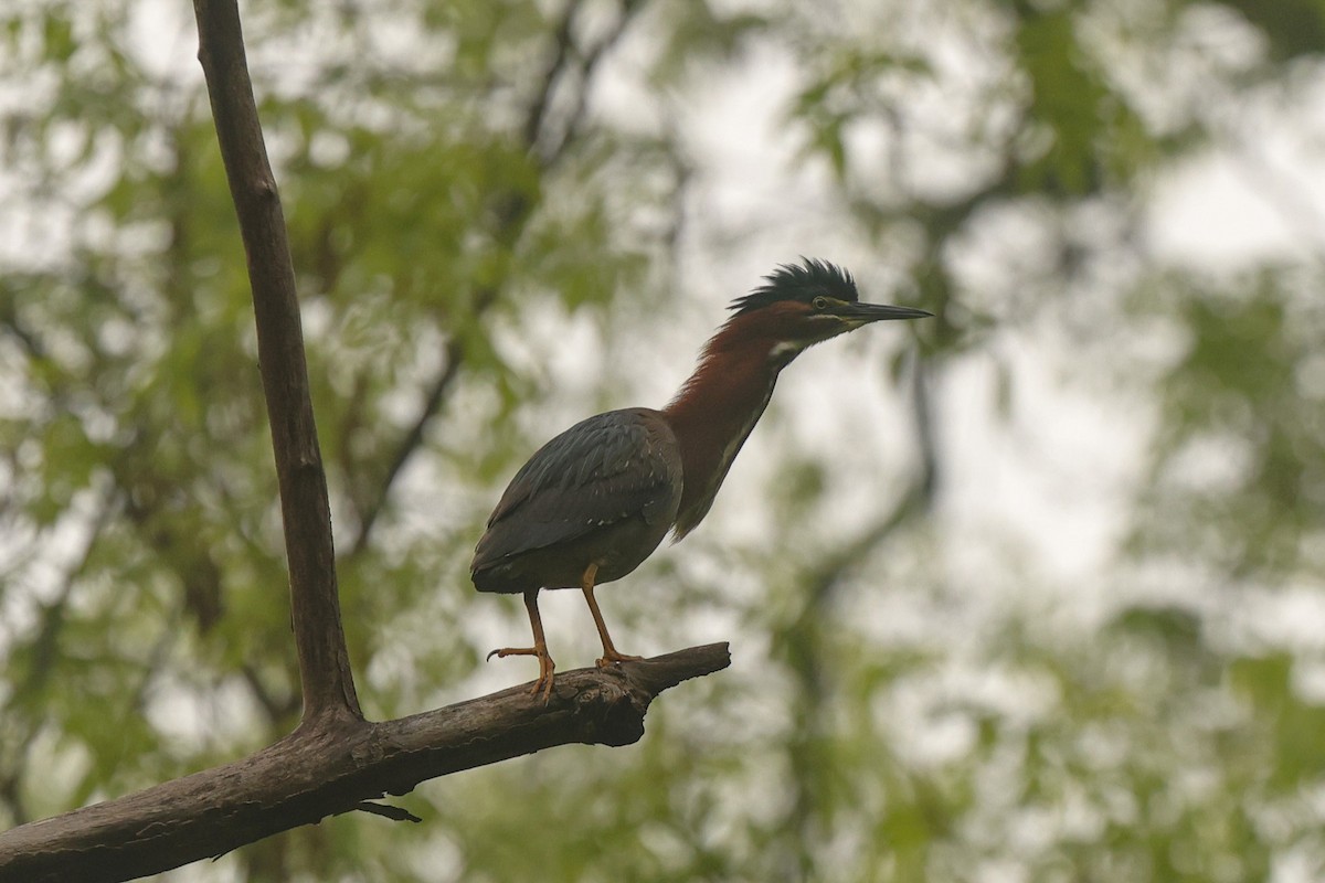 Green Heron - ML636029349