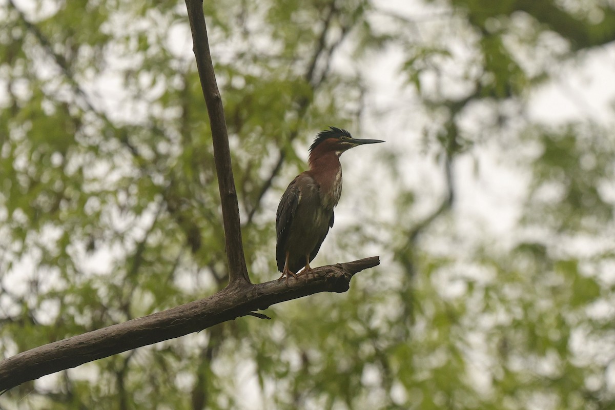 Green Heron - ML636029350