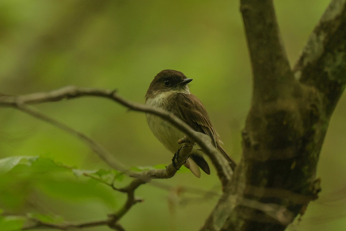 Eastern Phoebe - ML636029370