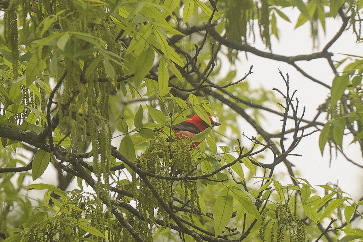 Scarlet Tanager - ML636029398