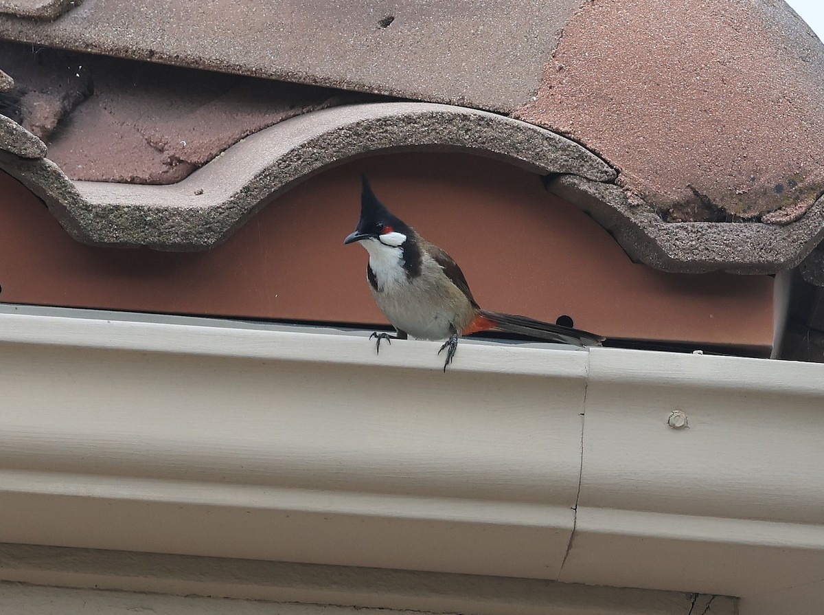 Red-whiskered Bulbul - ML636029399