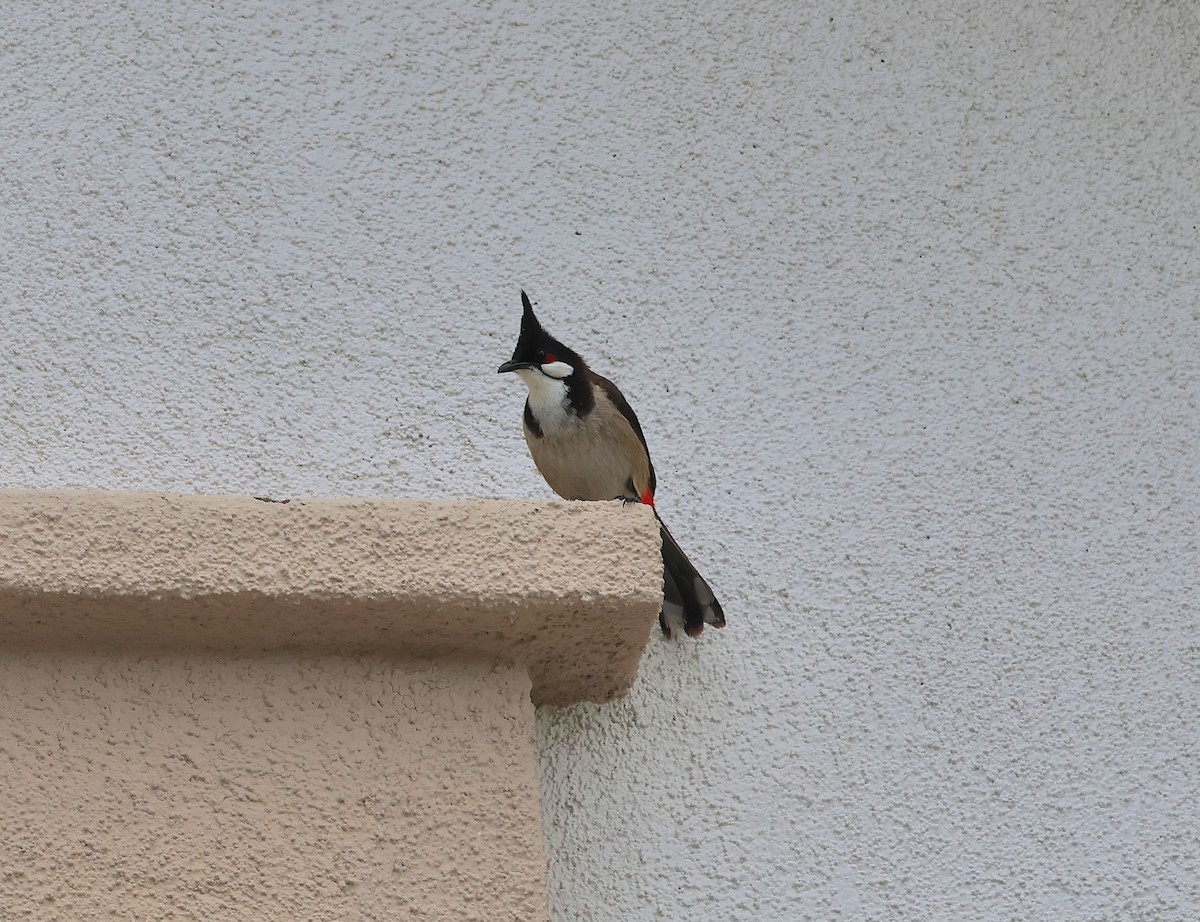 Red-whiskered Bulbul - ML636029400