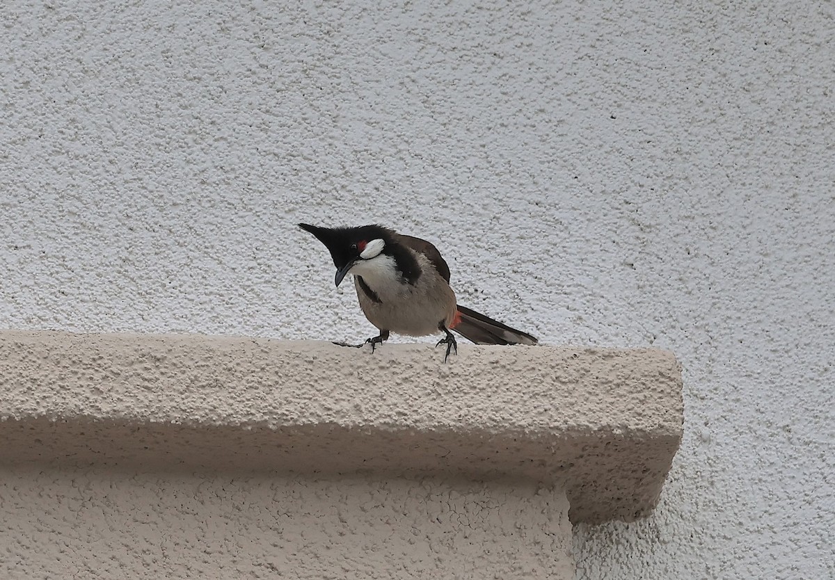 Red-whiskered Bulbul - ML636029401
