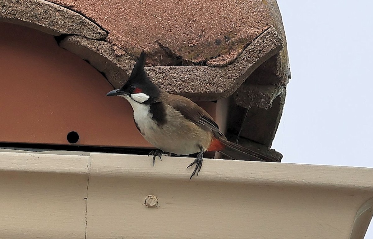 Red-whiskered Bulbul - ML636029402