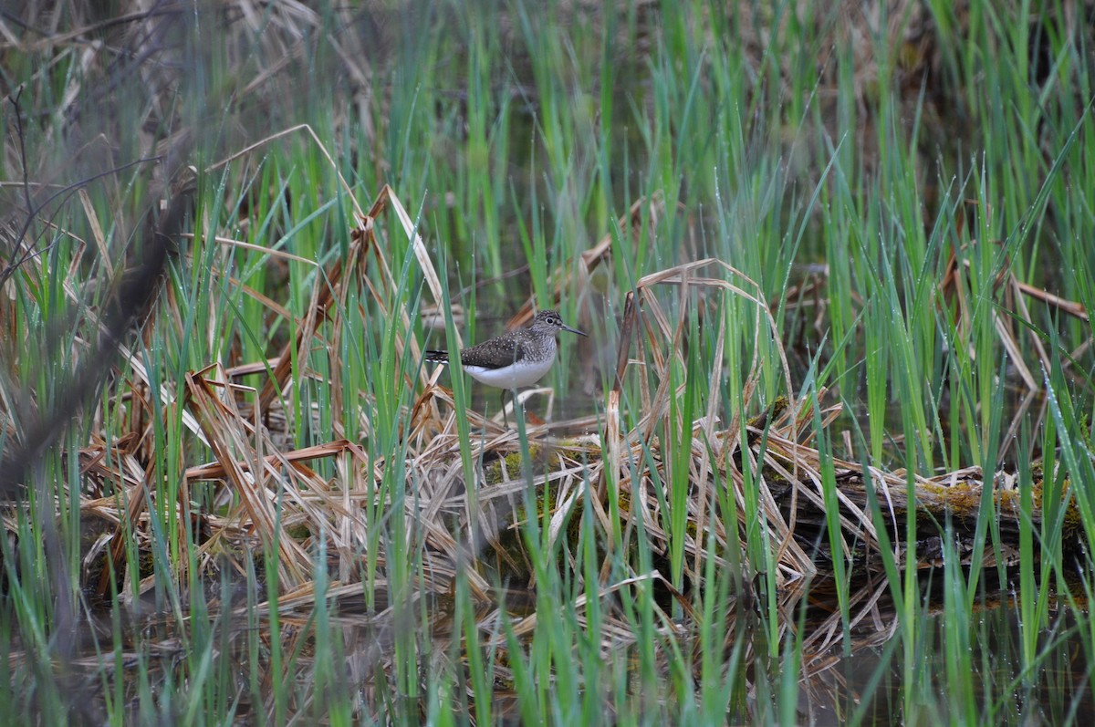 vodouš samotářský - ML636029409