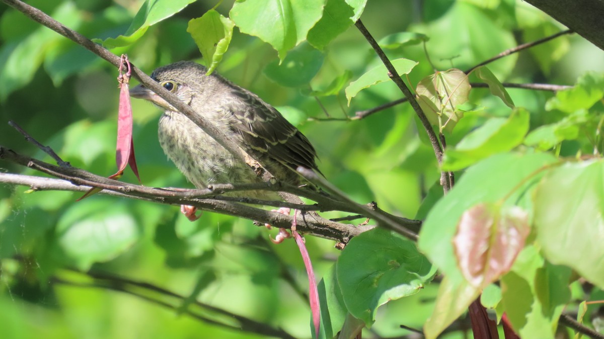 Song Sparrow - ML636029426