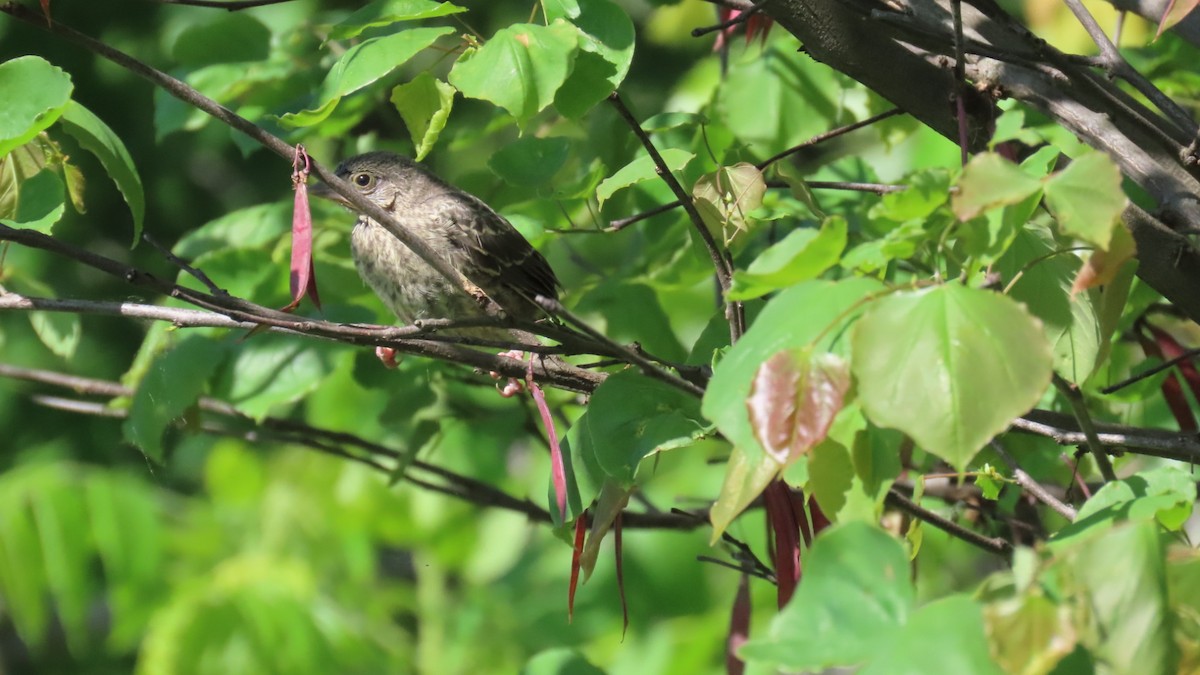 Song Sparrow - ML636029427