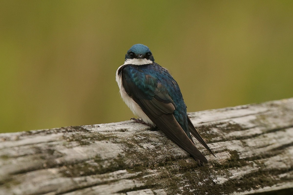 Tree Swallow - ML636029435