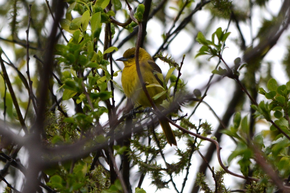 Orchard Oriole - ML636029439