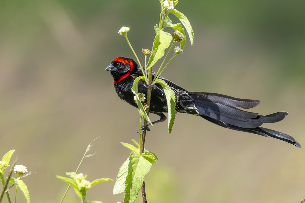 Red-cowled Widowbird - ML636029469