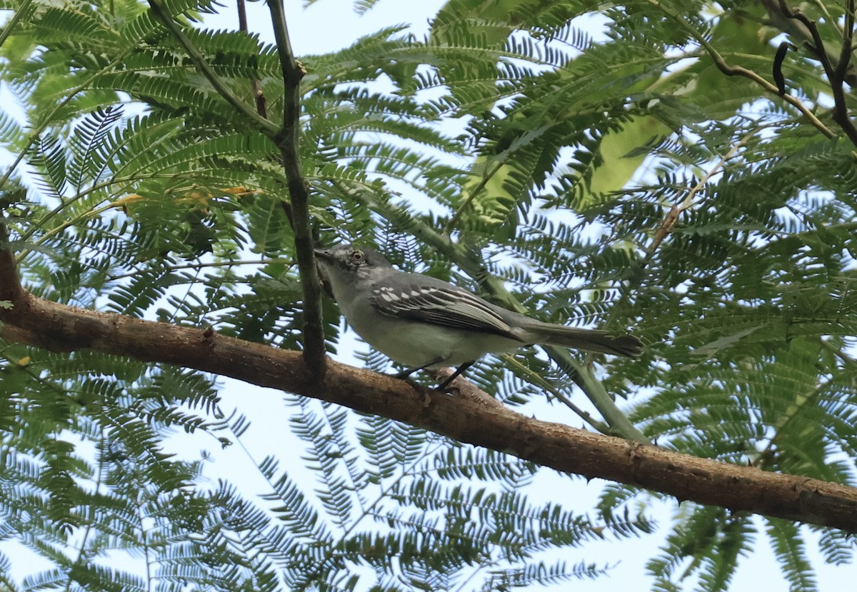 Amazonian Elaenia - ML636029471