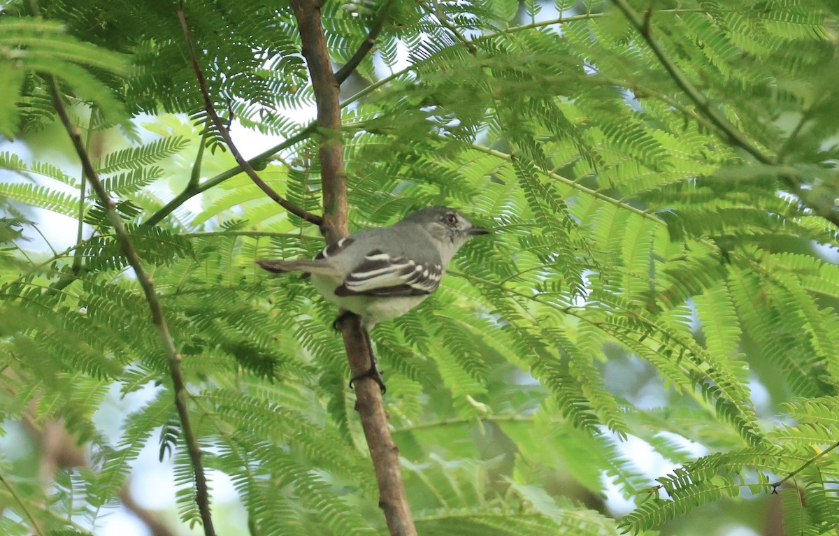 Amazonian Elaenia - ML636029473
