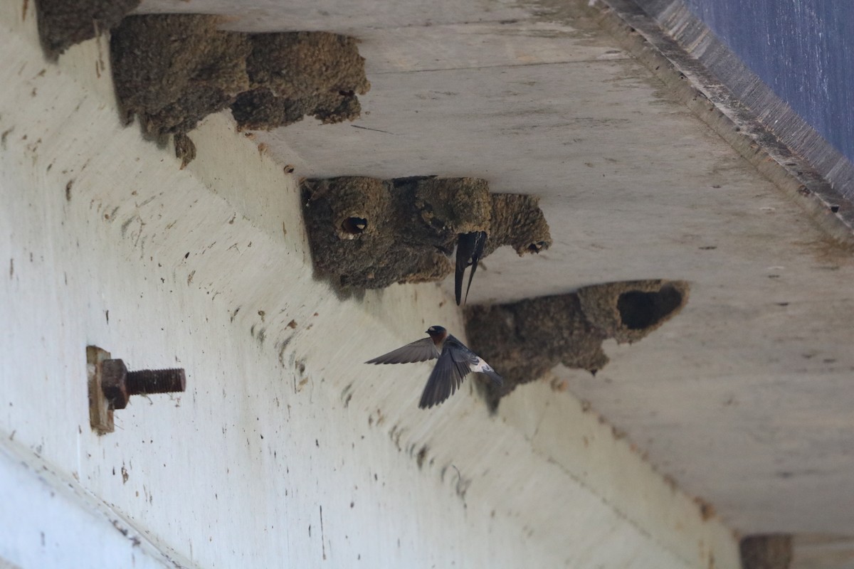 Cliff Swallow - ML636029476