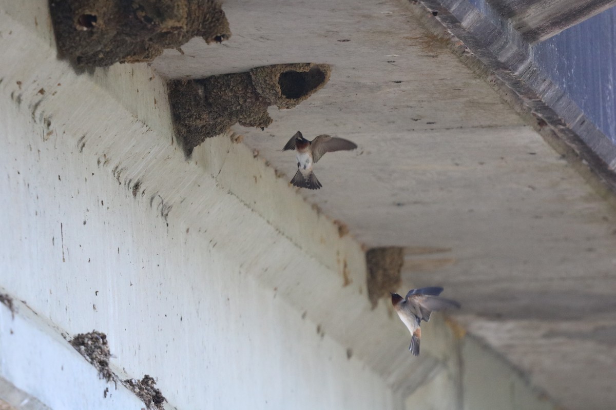 Cliff Swallow - ML636029478