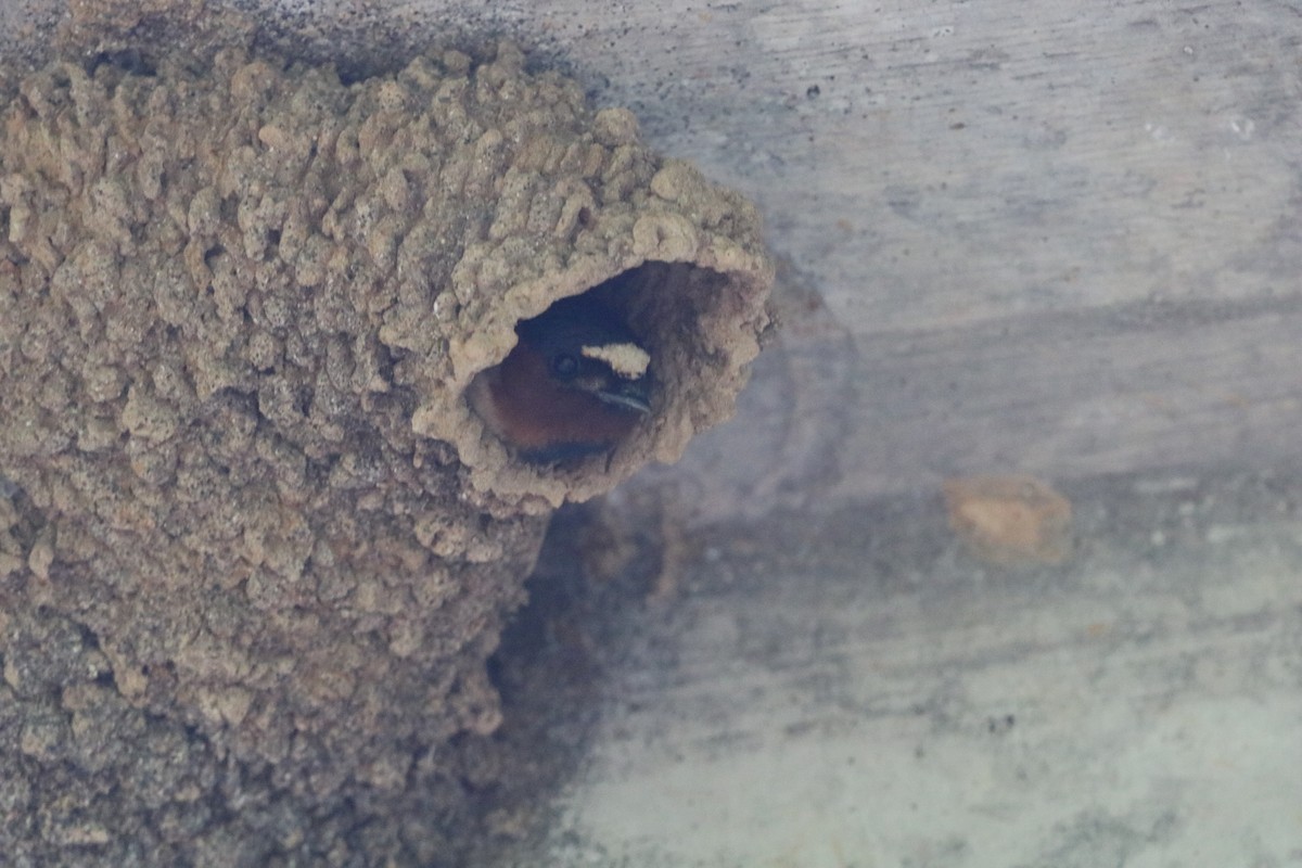Cliff Swallow - ML636029479