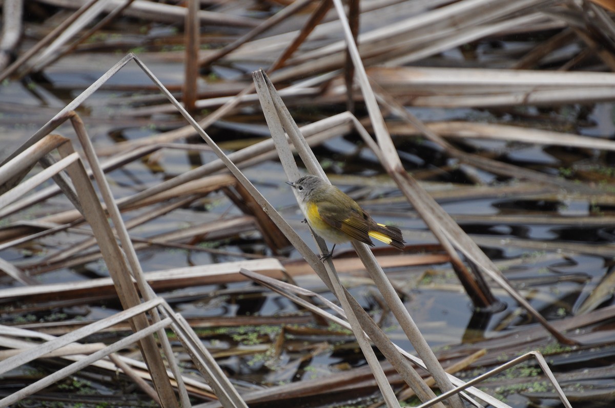 lesňáček lejsčí - ML636029504