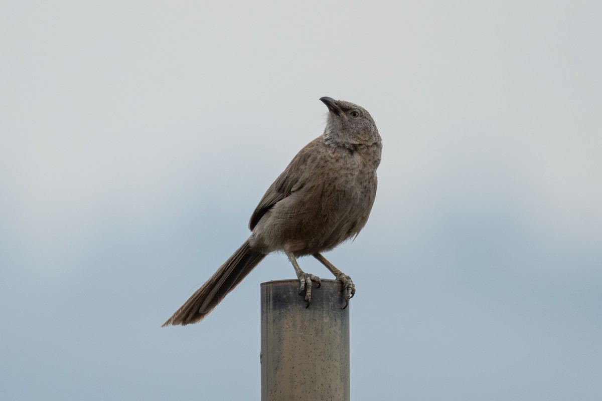 Arabian Babbler - ML636029513