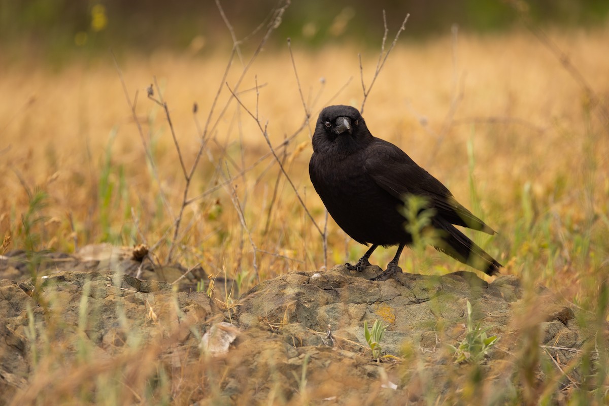 Common Raven - ML636029527