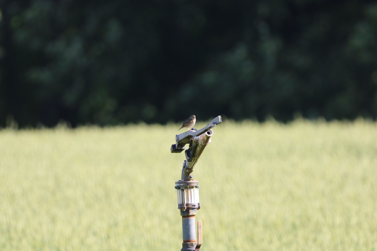 Grasshopper Sparrow - ML636029540